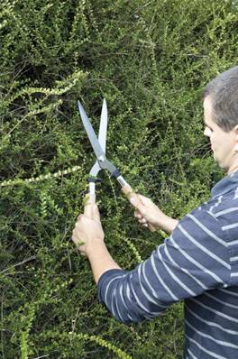 Cisaille à haie avec lame droite 50 cm - Pour une taille précise et facile des haies